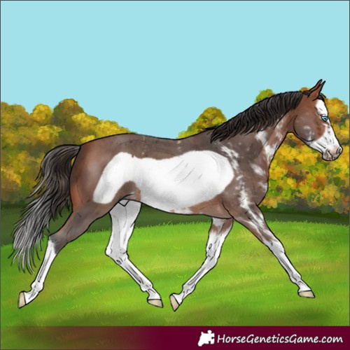 Horse Color:Bay Sabino Splash Frame 