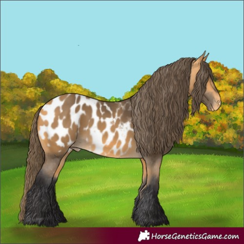 Horse Color:Buckskin Appaloosa 