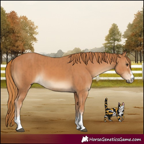Horse Color:Chestnut  and Chestnut 