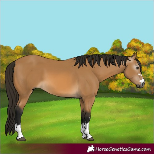 Horse Color:Gray Buckskin