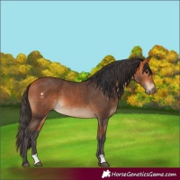 Horse Color:Bay  and Bay 