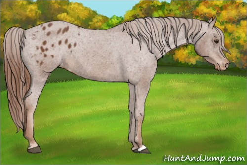 Horse Color:Chestnut Appaloosa