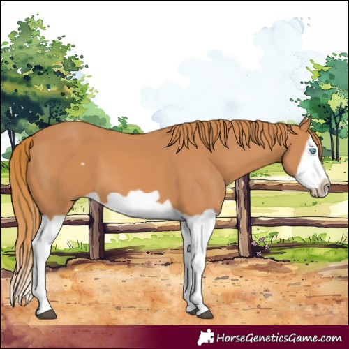 Horse Color:Chestnut Splash Frame 