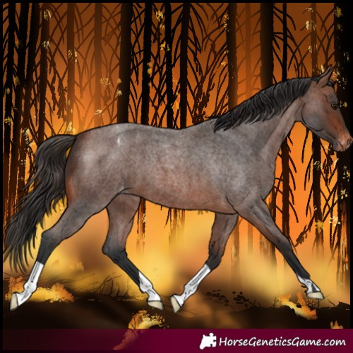 Horse Color:Brown Roan Varnish