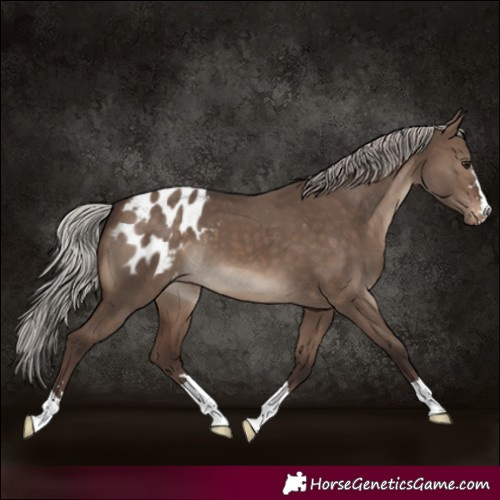 Horse Color:Silver Brown Dun Blanket 