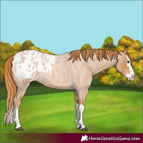 Horse Color:Red Roan Splash Blanket 