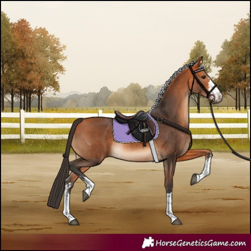 Horse Color:Bay  and Bay 