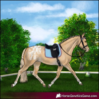 Horse Color:Palomino Dun Appaloosa  and Palomino Dun Tobiano Appaloosa 