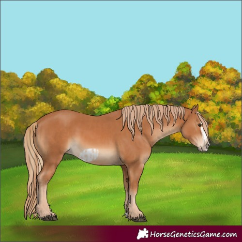 Horse Color:Chestnut Frame  and Chestnut Splash Frame 