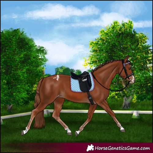 Horse Color:Chestnut Appaloosa 