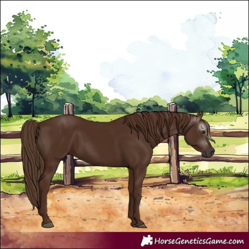 Horse Color:Gray Chestnut