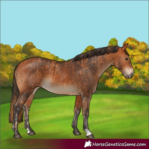 Horse Color:Chestnut  and Bay 
