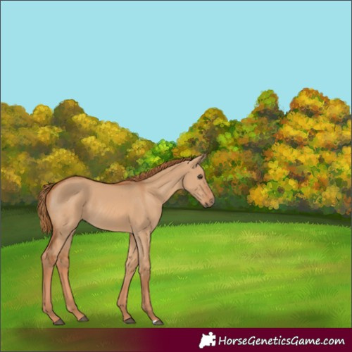 Horse Color:Red Dun 