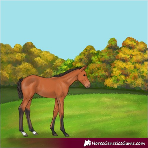 Horse Color:Bay 