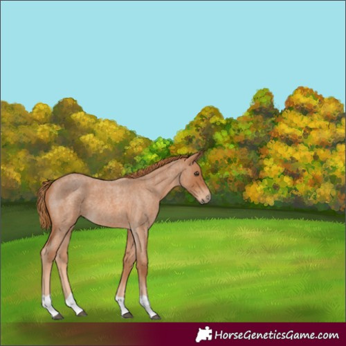 Horse Color:Red Roan