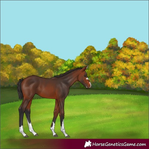Horse Color:Bay 