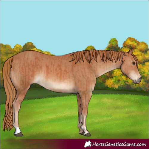 Horse Color:Chestnut  and Chestnut 