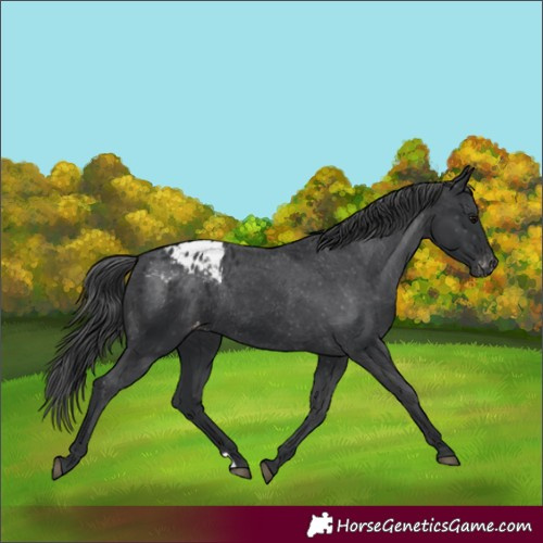 Horse Color:Black Appaloosa Rabicano