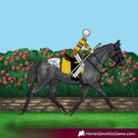 Horse Color:Black Appaloosa Rabicano 