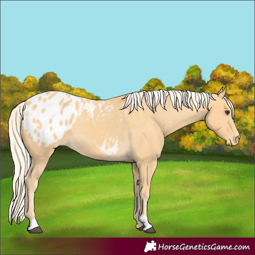 Horse Color:Palomino Blanket 