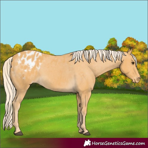 Horse Color:Palomino Blanket Rabicano 