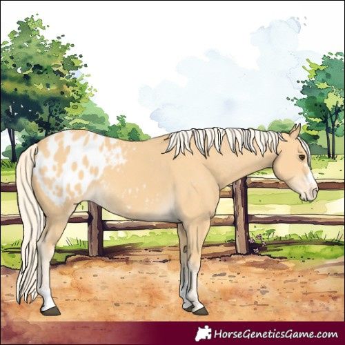 Horse Color:Palomino Blanket