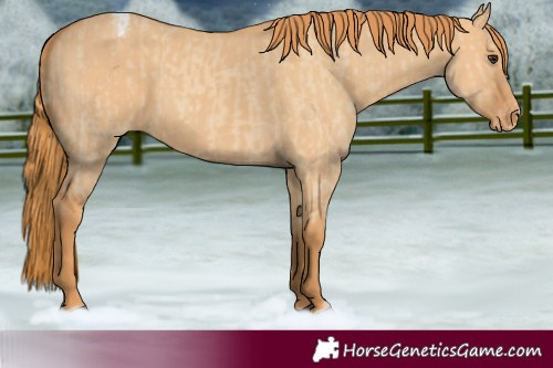 Horse Color:Unknown 