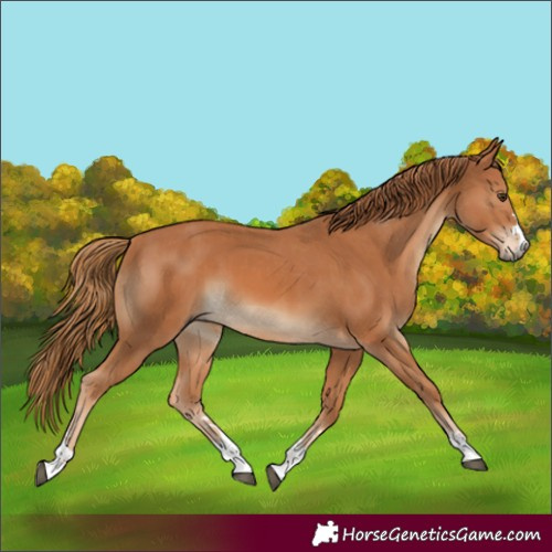 Horse Color:Chestnut and Chestnut