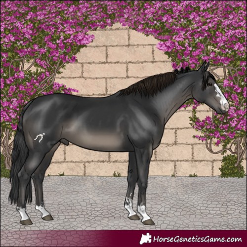 Horse Color:Black  and Black 