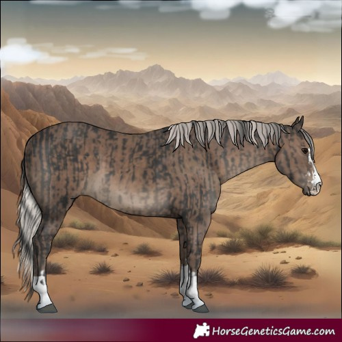 Horse Color:Black  and Silver Black 
