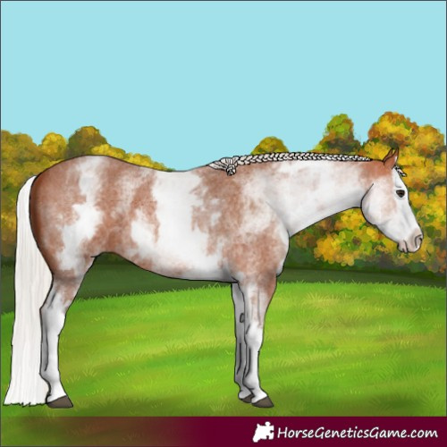 Horse Color:White Spotted Silver Bay Roan Splash