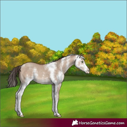 Horse Color:Sable Champagne Dun Sabino