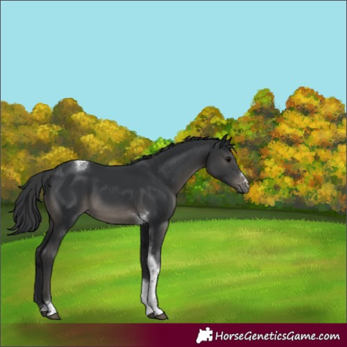 Horse Color:Black Tobiano