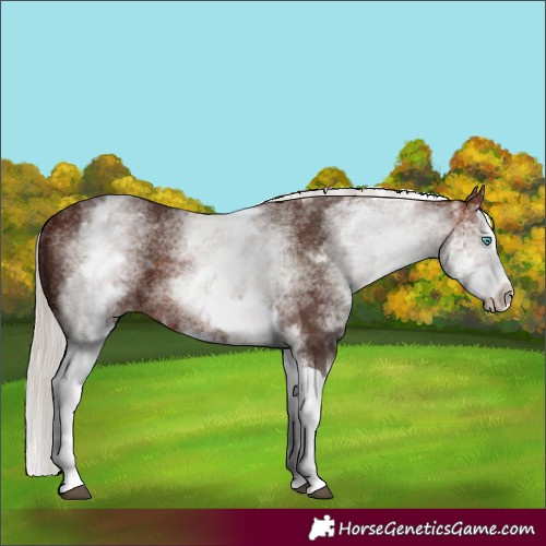 Horse Color:White Spotted Silver Bay Splash