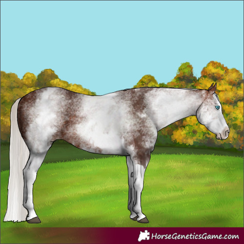 Horse Color:White Spotted Silver Bay Splash
