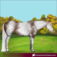 Horse Color:White Spotted Silver Bay Splash
