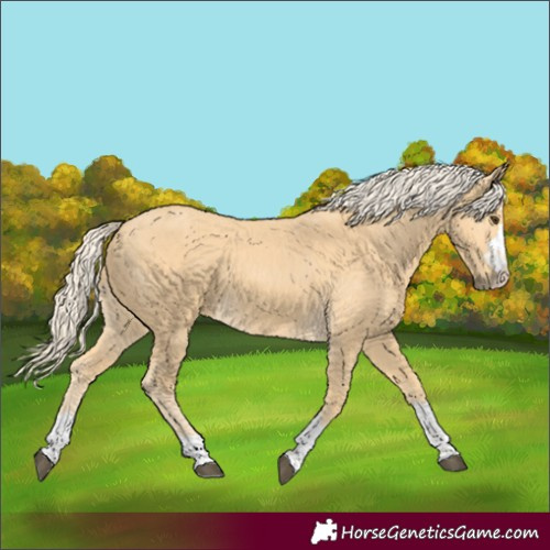 Horse Color:Unknown 