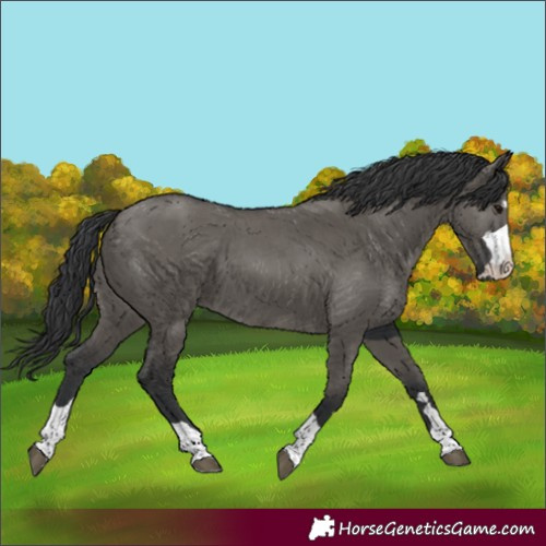 Horse Color:Unknown 