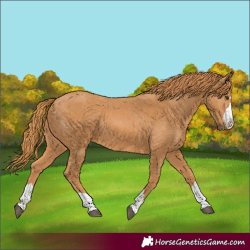Horse Color:Unknown 