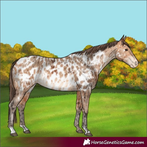 Horse Color:Bay Appaloosa  and Amber Champagne Appaloosa 