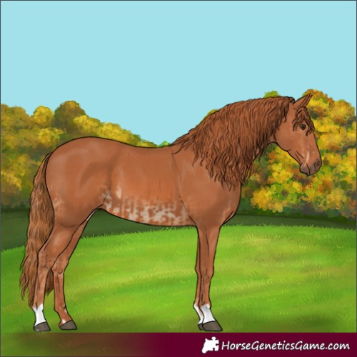Horse Color:Chestnut and Chestnut