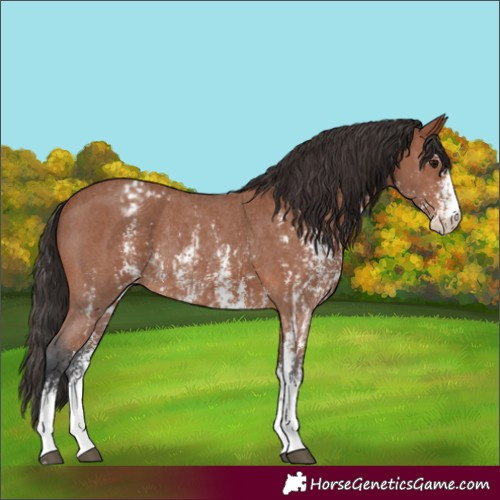 Horse Color:Bay Sabino Rabicano  and Bay Sabino Appaloosa Rabicano 