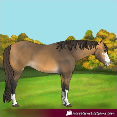 Horse Color:Buckskin