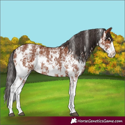 Horse Color:Bay Sabino Rabicano  and Bay Sabino Splash Rabicano 