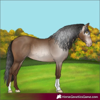 Horse Color:Gray Amber Champagne Tobiano