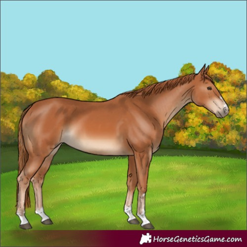 Horse Color:Chestnut and Chestnut