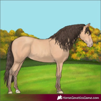 Horse Color:Amber Champagne 