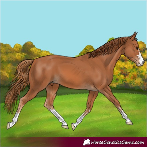 Horse Color:Chestnut 