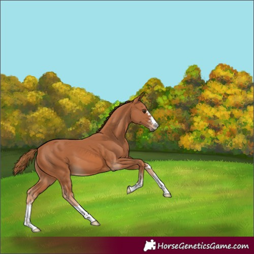 Horse Color:Chestnut 