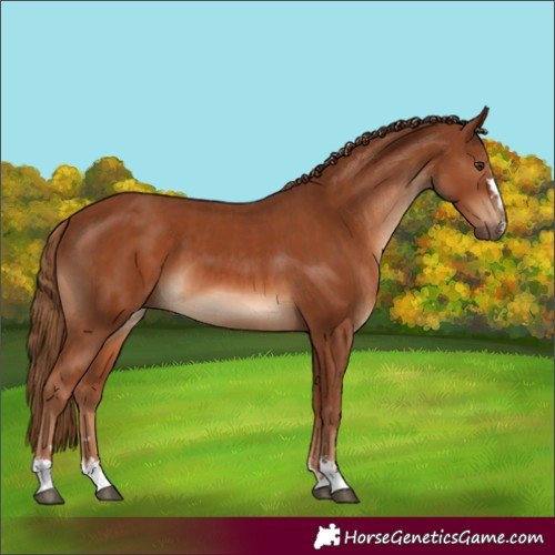 Horse Color:Chestnut  and Chestnut 
